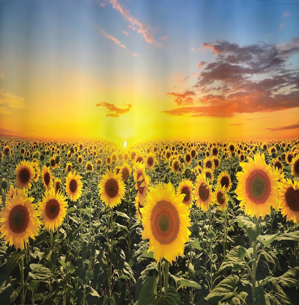 Sunflowers Field Dusk — Pattern