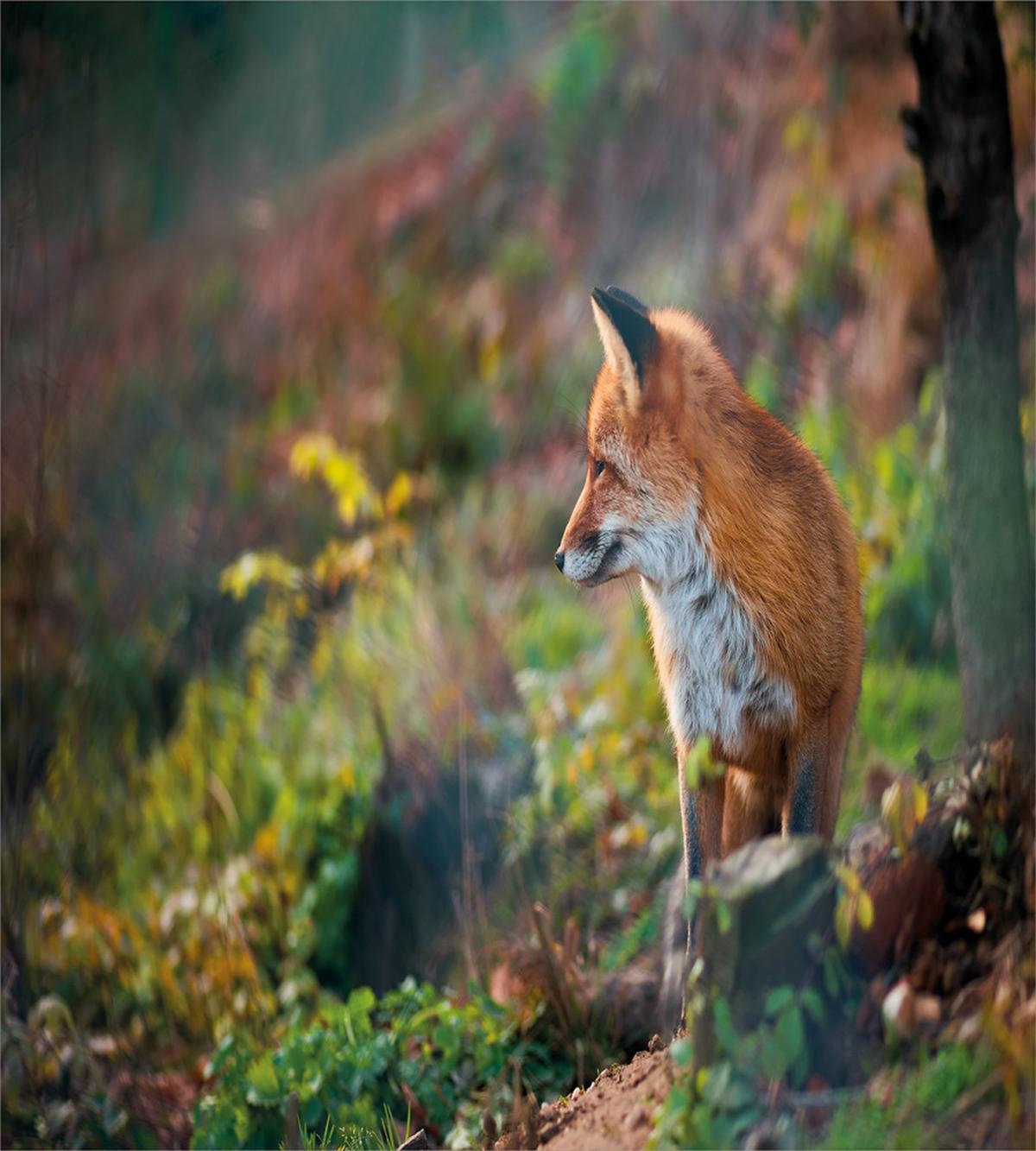 Young Wild Fox in Woodland — Pattern