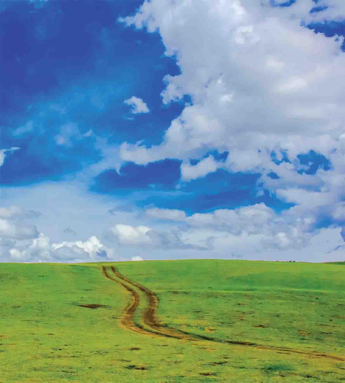 Path in Meadow Rural — Pattern