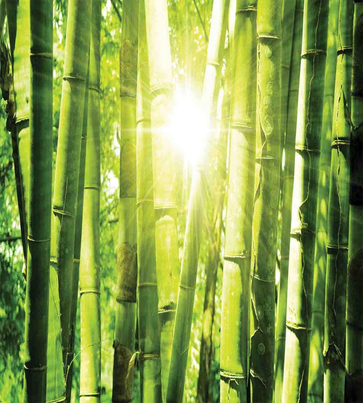 Sun Beams in Wild Jungle — Pattern