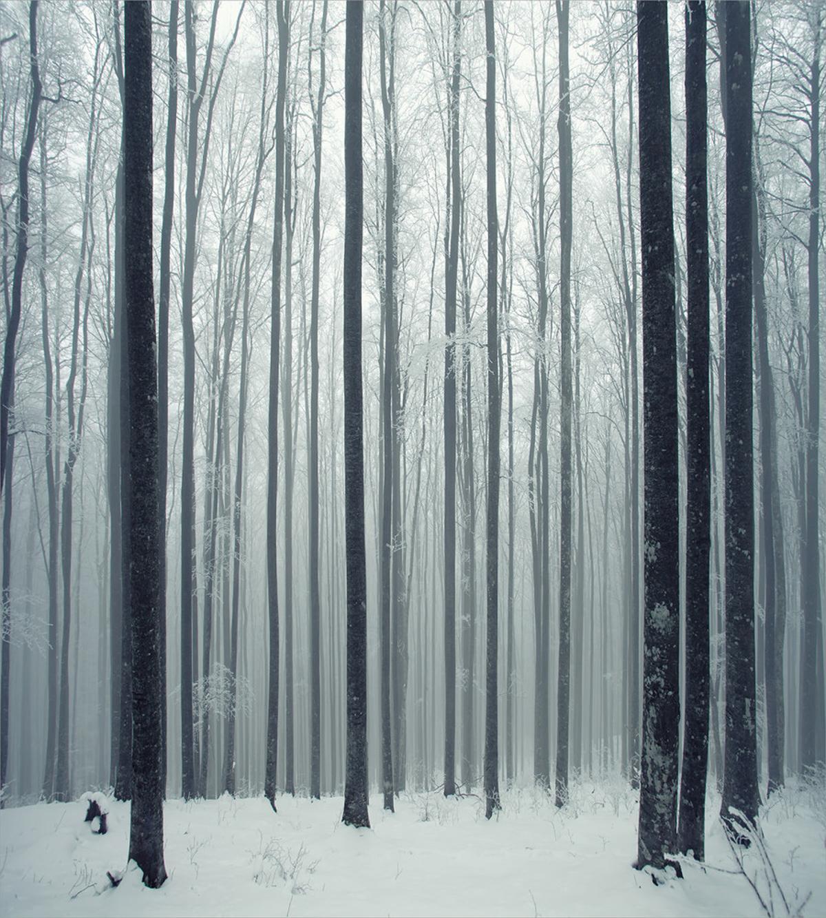 Foggy Mysterious Woods — Pattern