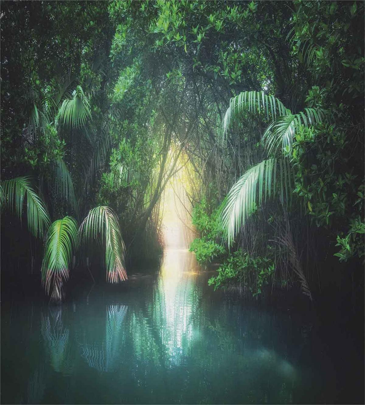 Mangrove Rainforest Lake — Pattern