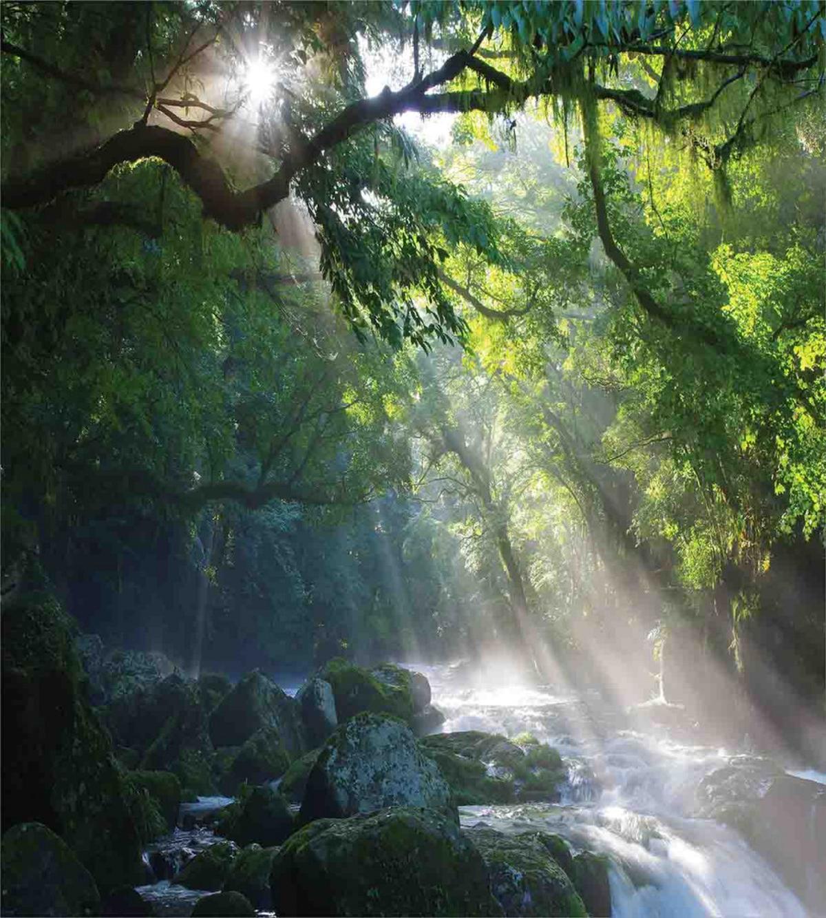 Jungle Sunlight Trees — Pattern