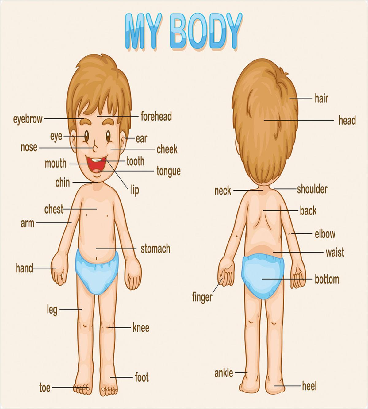 Parts of the Body — Pattern