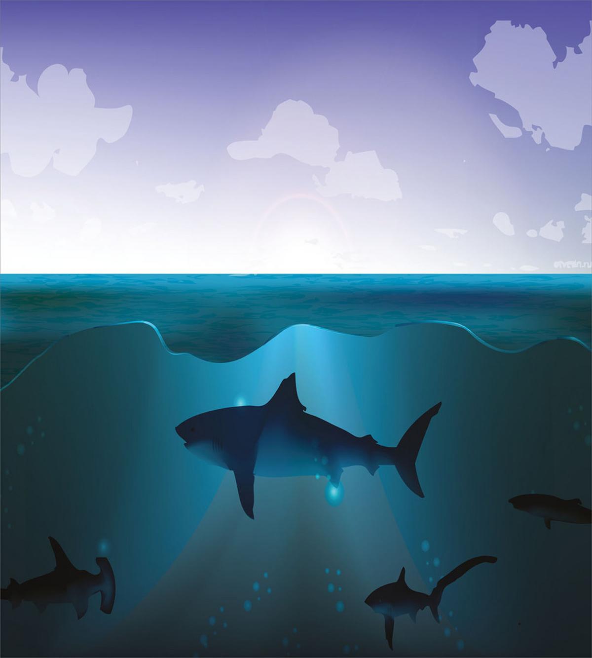 Wild Sharks in Sea — Pattern