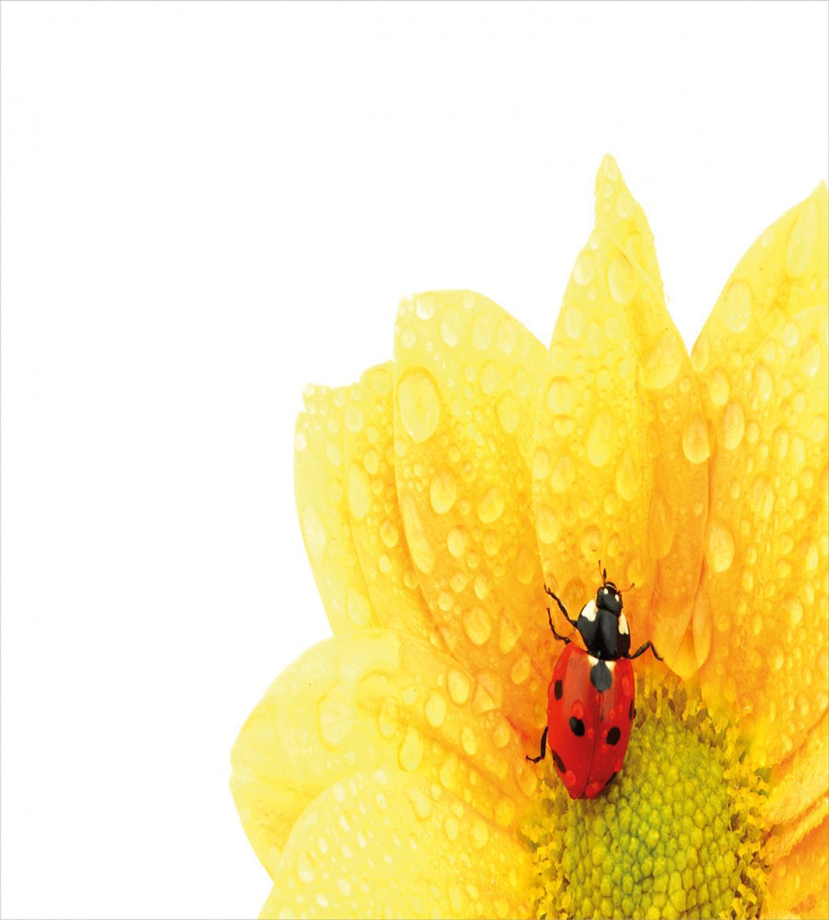 Ladybug — Pattern
