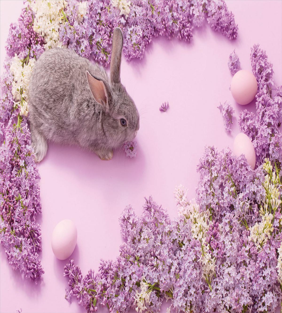 Rabbit Lilac Blossom — Pattern