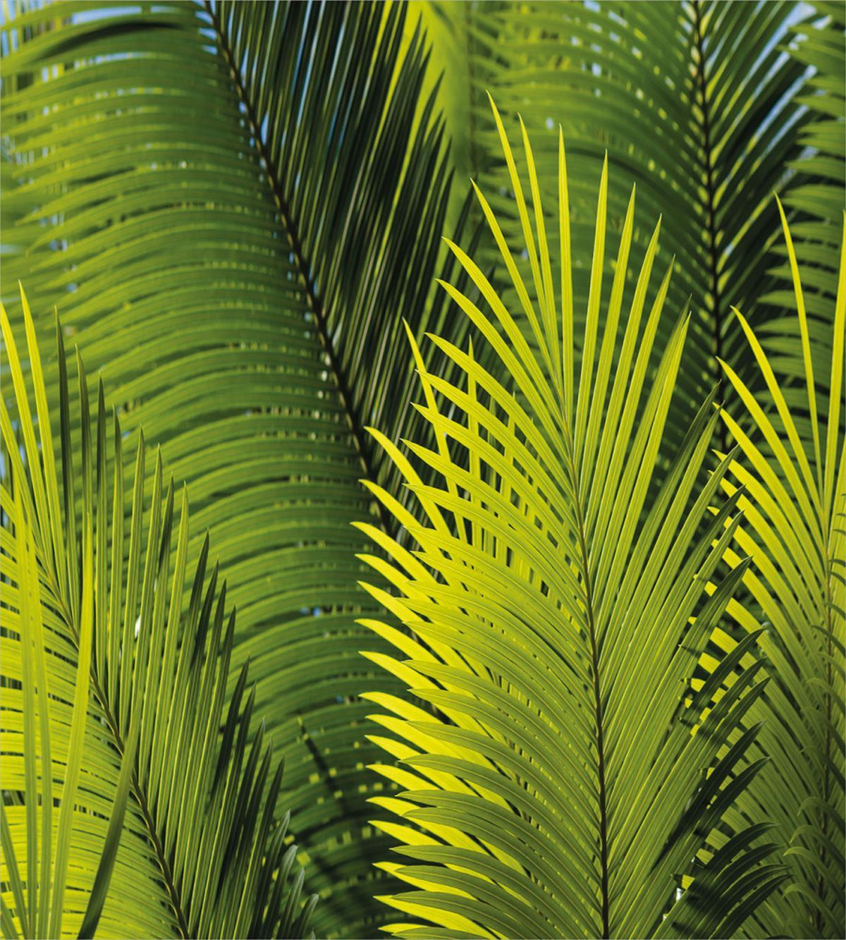 Tropical Foliage Leaf — Pattern