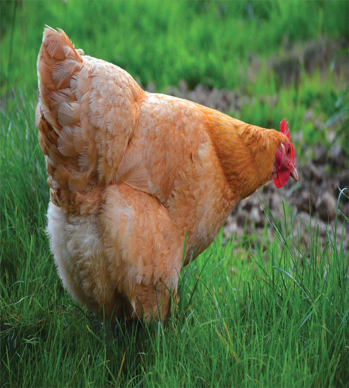Chicken on Grass Farm Photo — Pattern