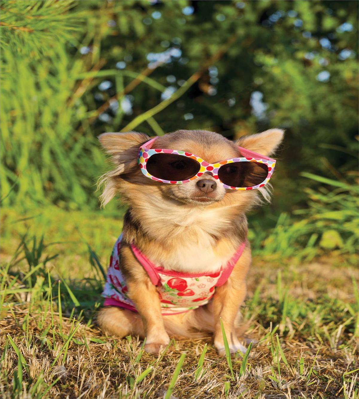 Dog with Strappy Top — Pattern