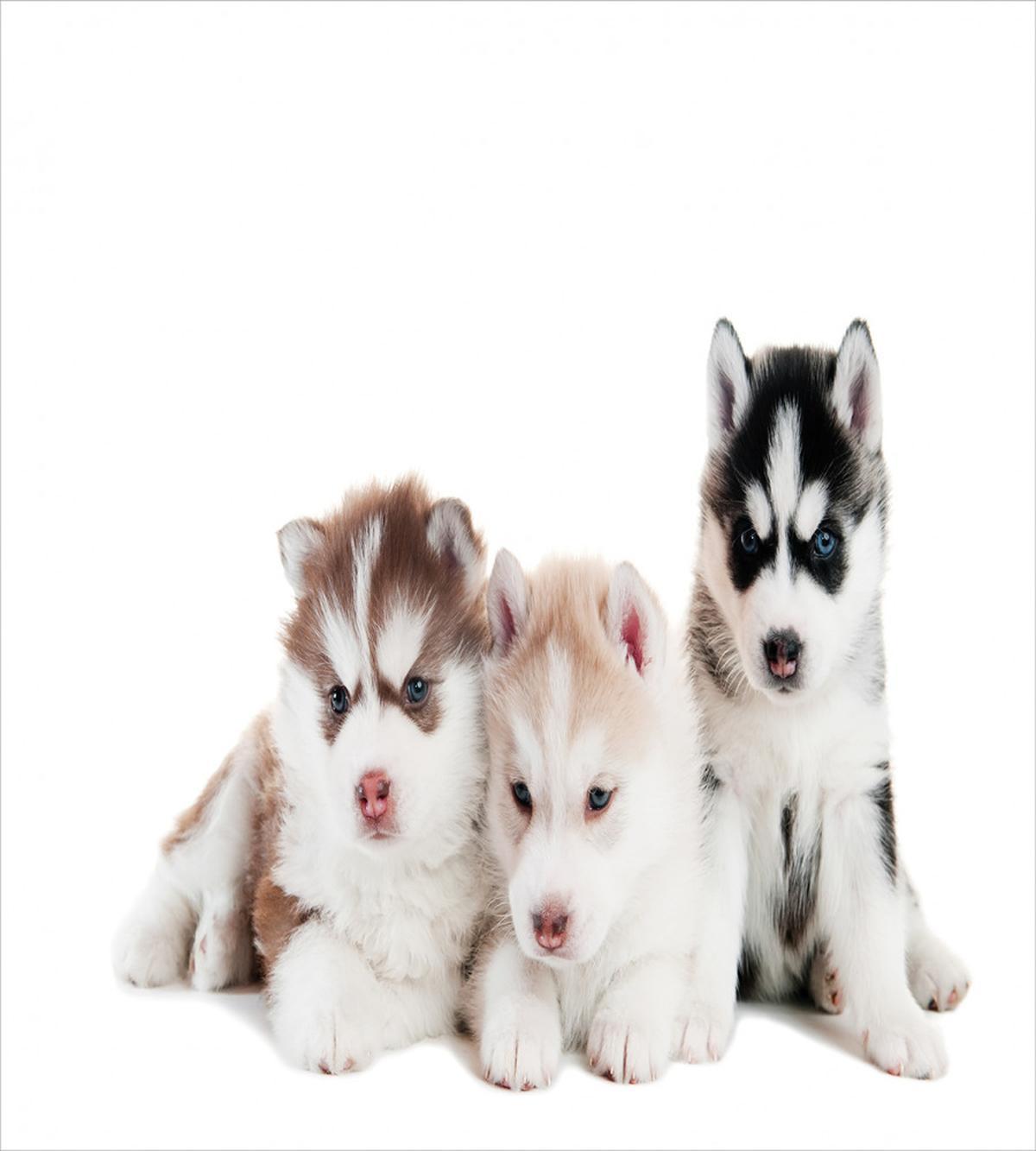 Puppy Friends — Pattern