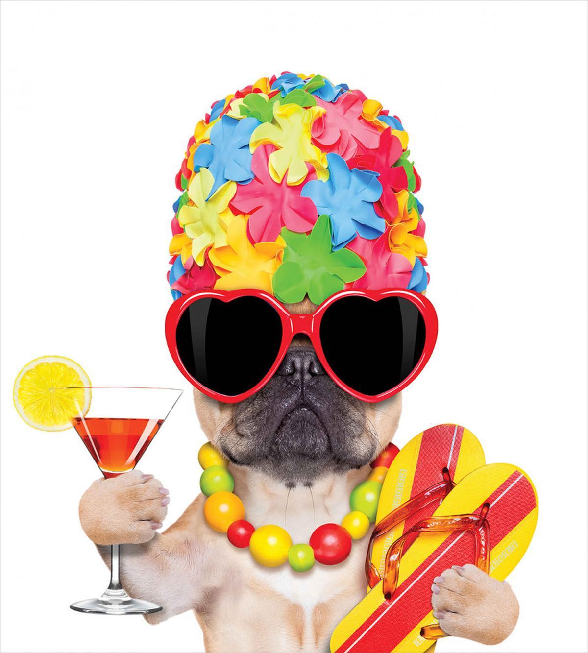 Cocktail Exotic Bulldog Pet — Pattern