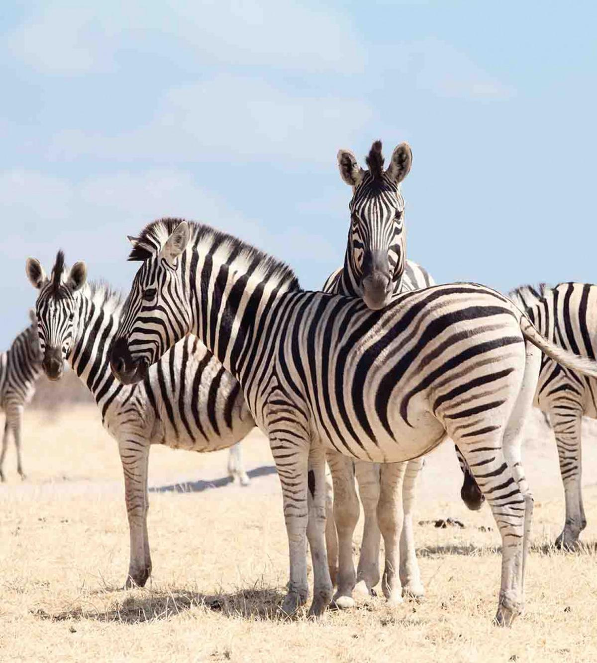 Namibia Africa Safari — Pattern