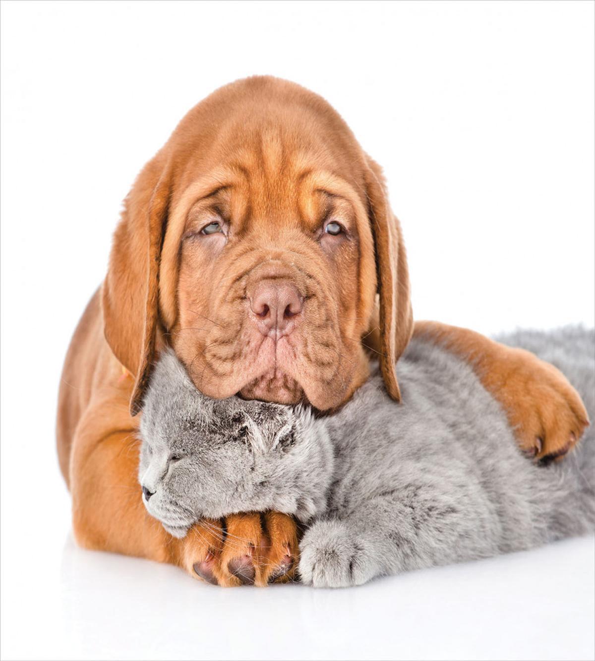 Sad Bordeaux and Kitten — Pattern