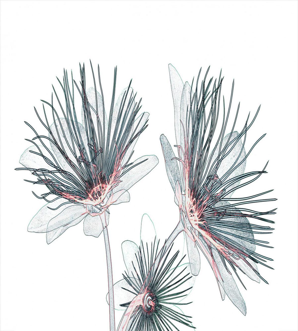 Xtray Effect Passion Flower — Pattern