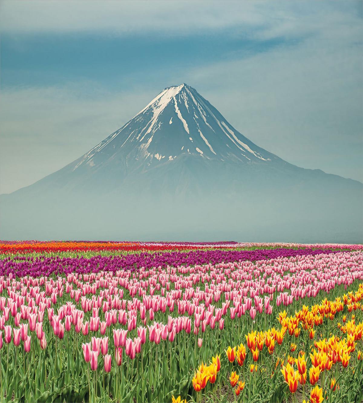 Colorful Japanese Tulips Field — Pattern