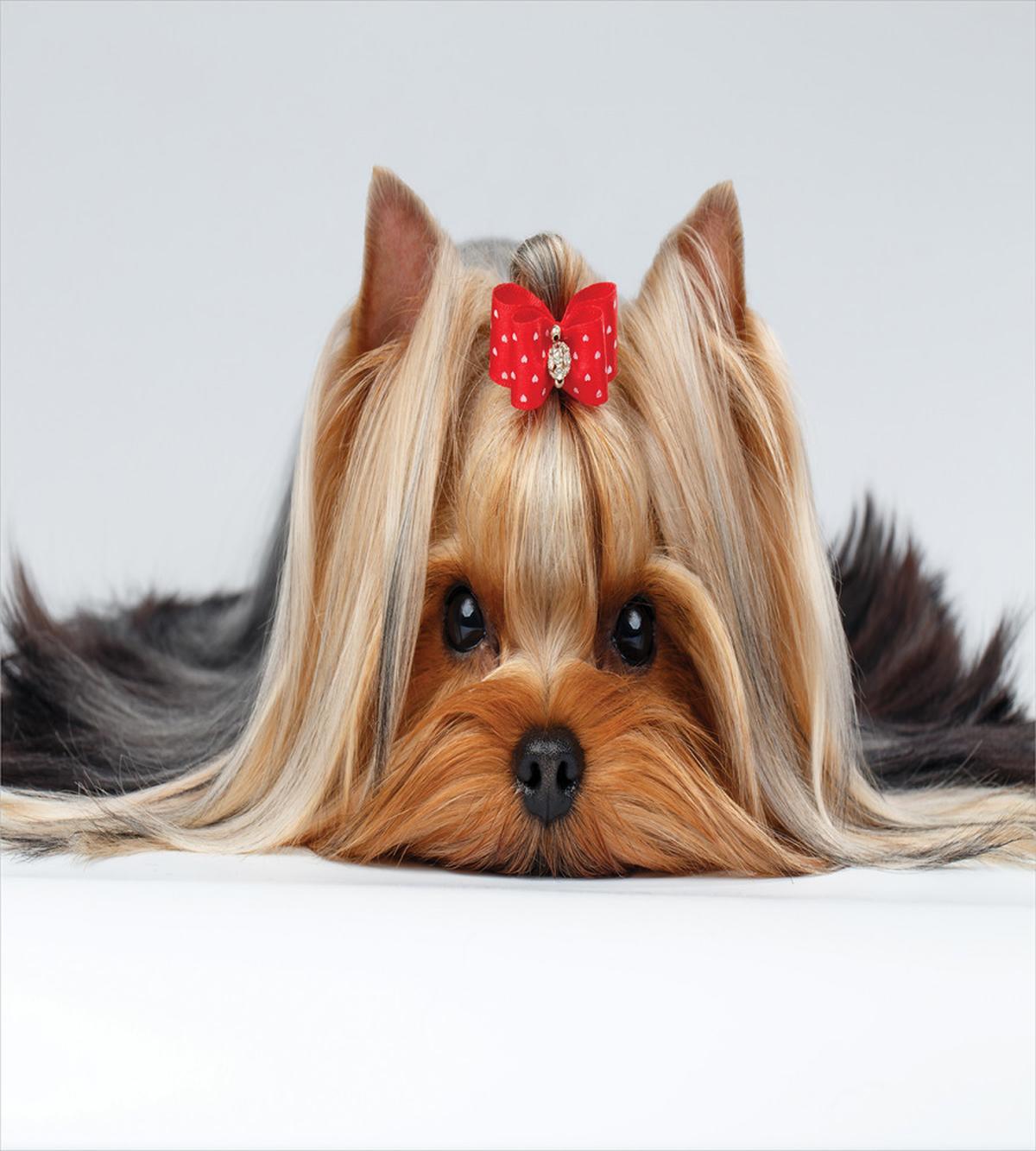 Lying Dog Ribbon Love — Pattern