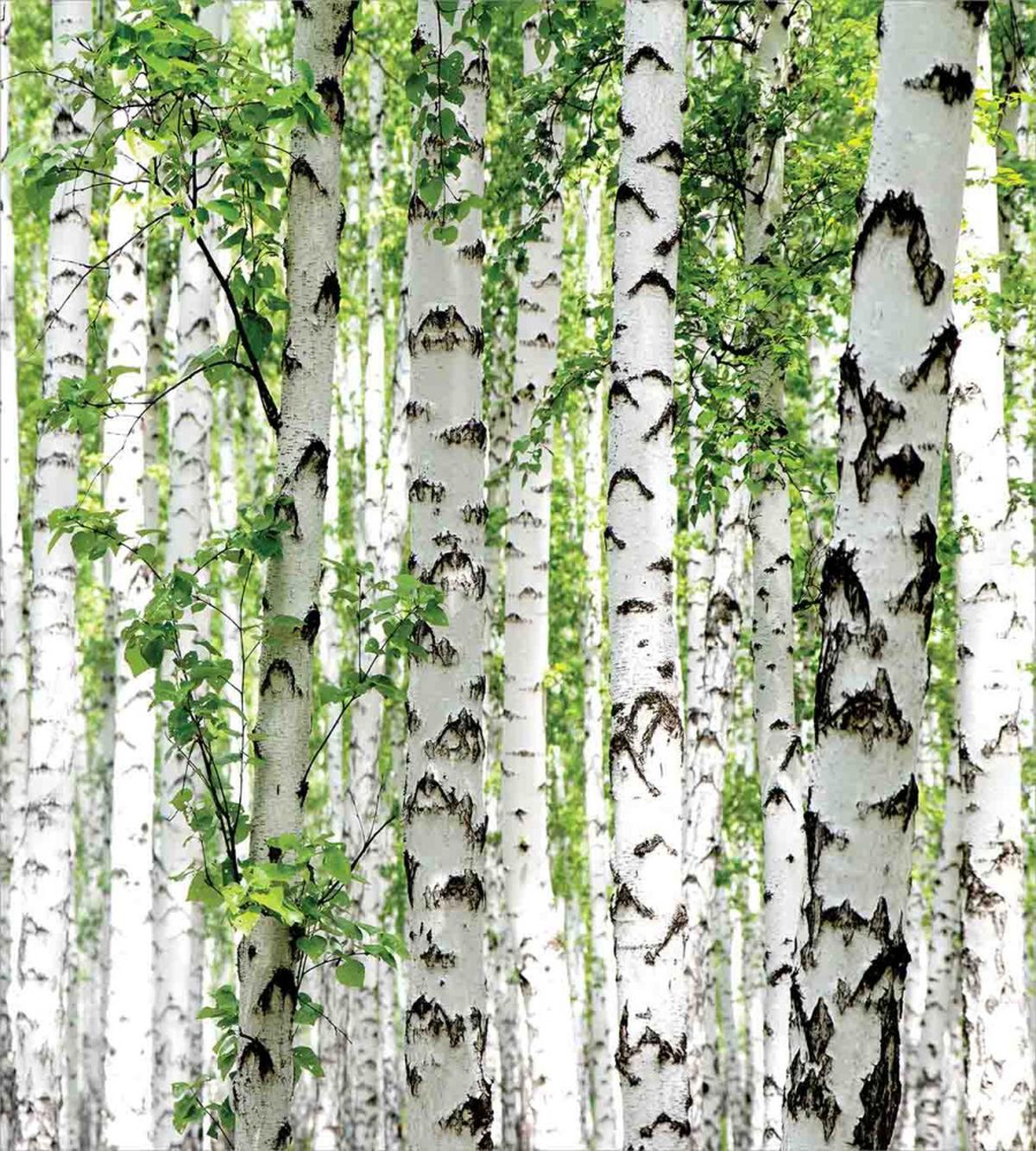 Wildlife Nature Summer — Pattern