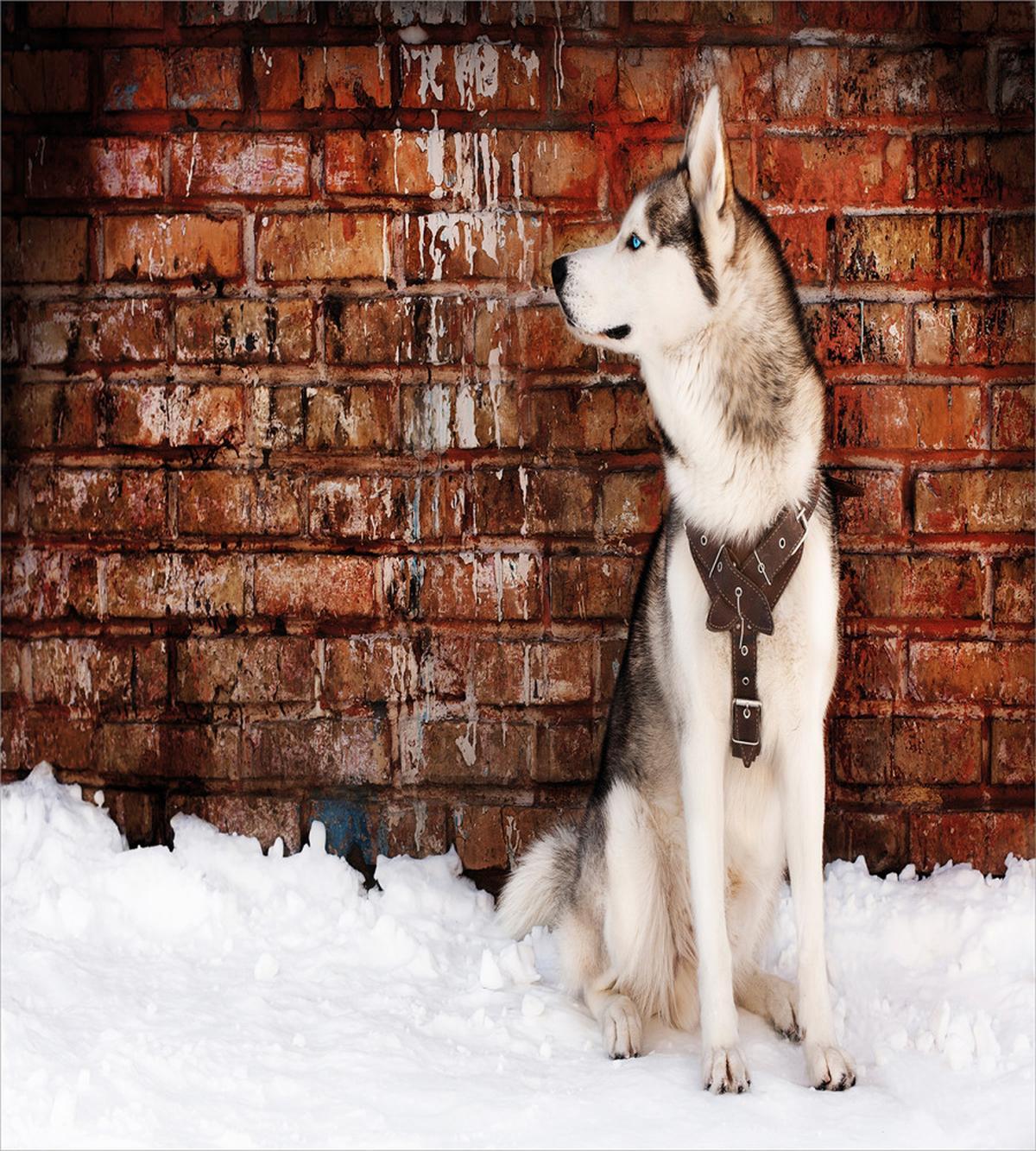 Domestic Pet — Pattern