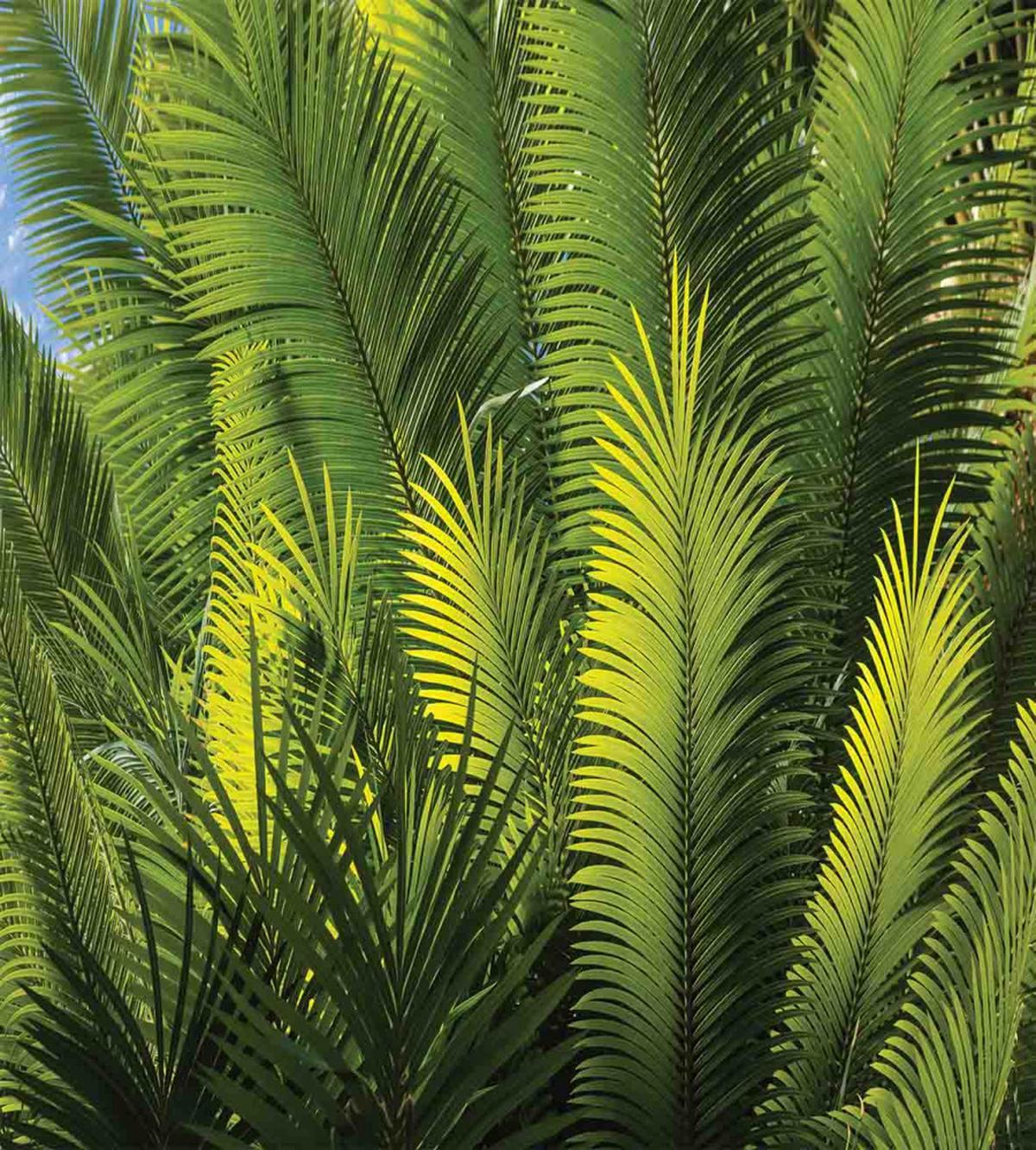 Palm Trees Exotic — Pattern
