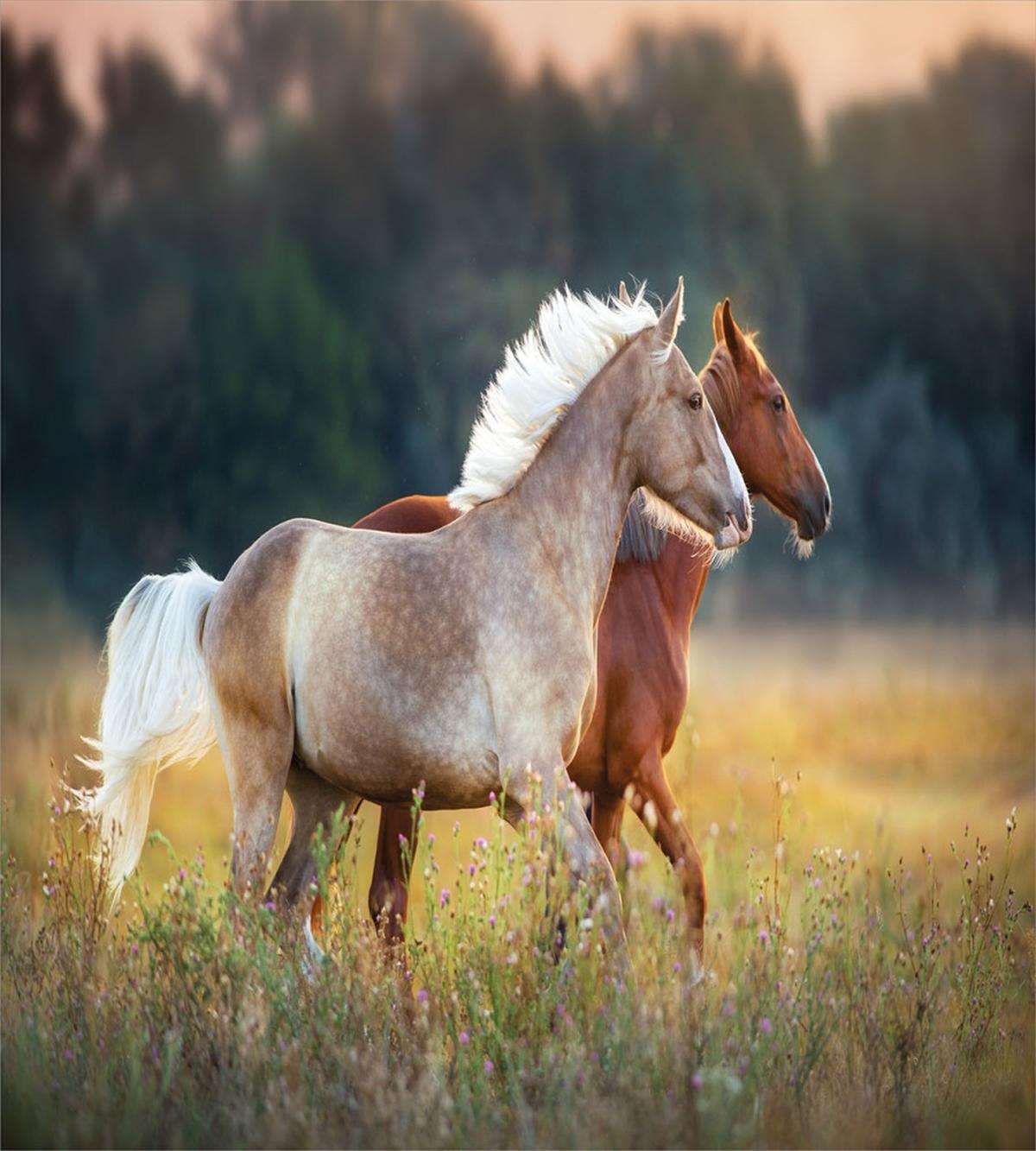 Horses Run — Pattern