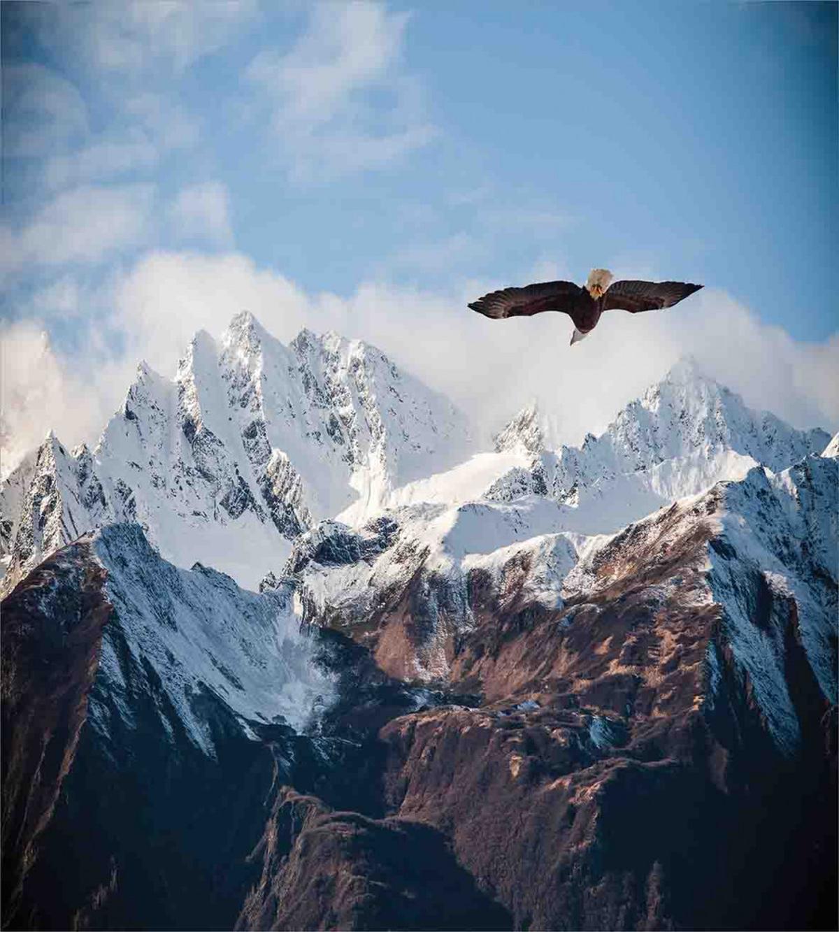 Mountain Flying Eagle — Pattern