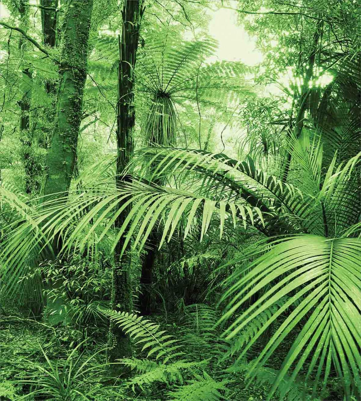 Palm Trees Exotic Plants — Pattern