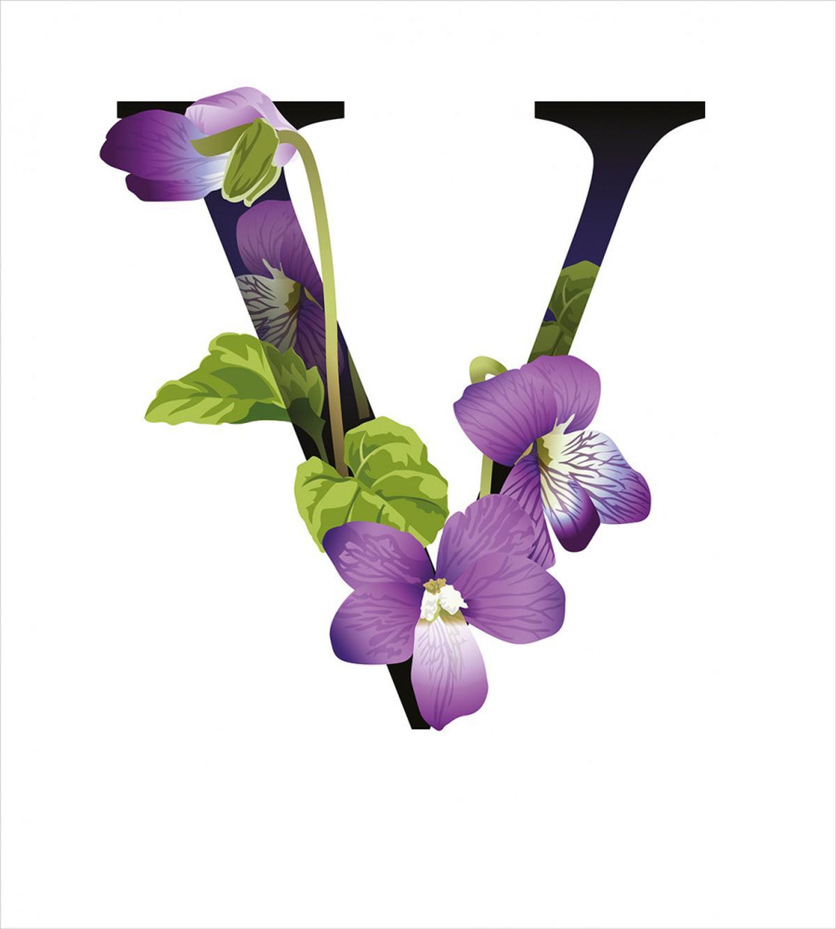 Viola Sororia Flower — Pattern