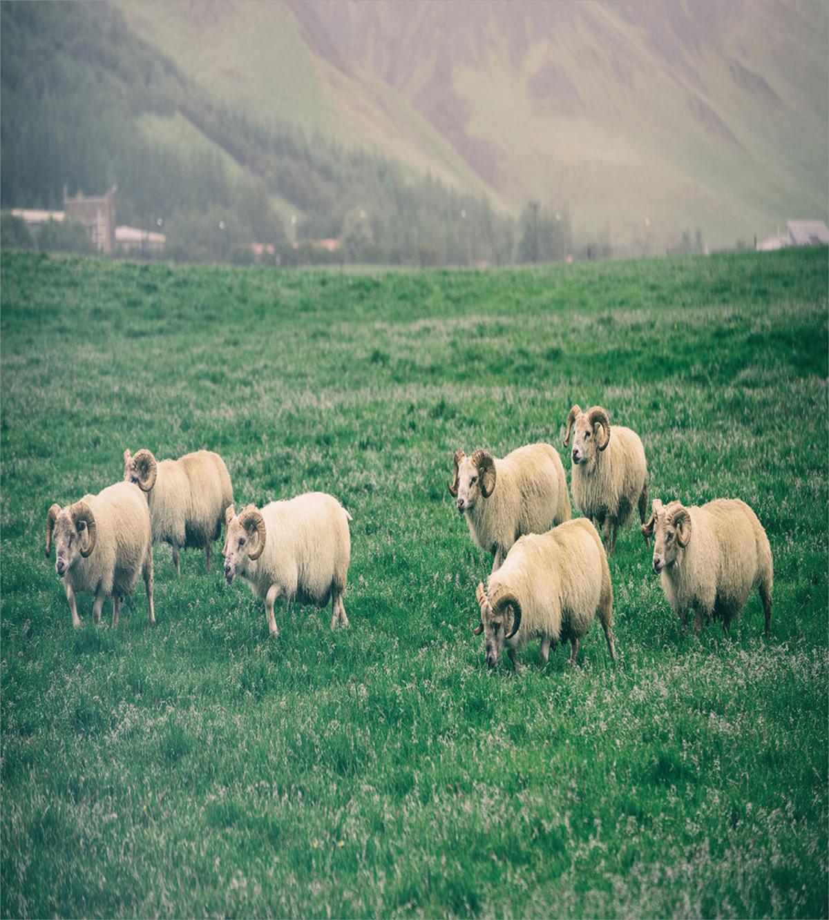 Sheep Grazing on Grass — Pattern