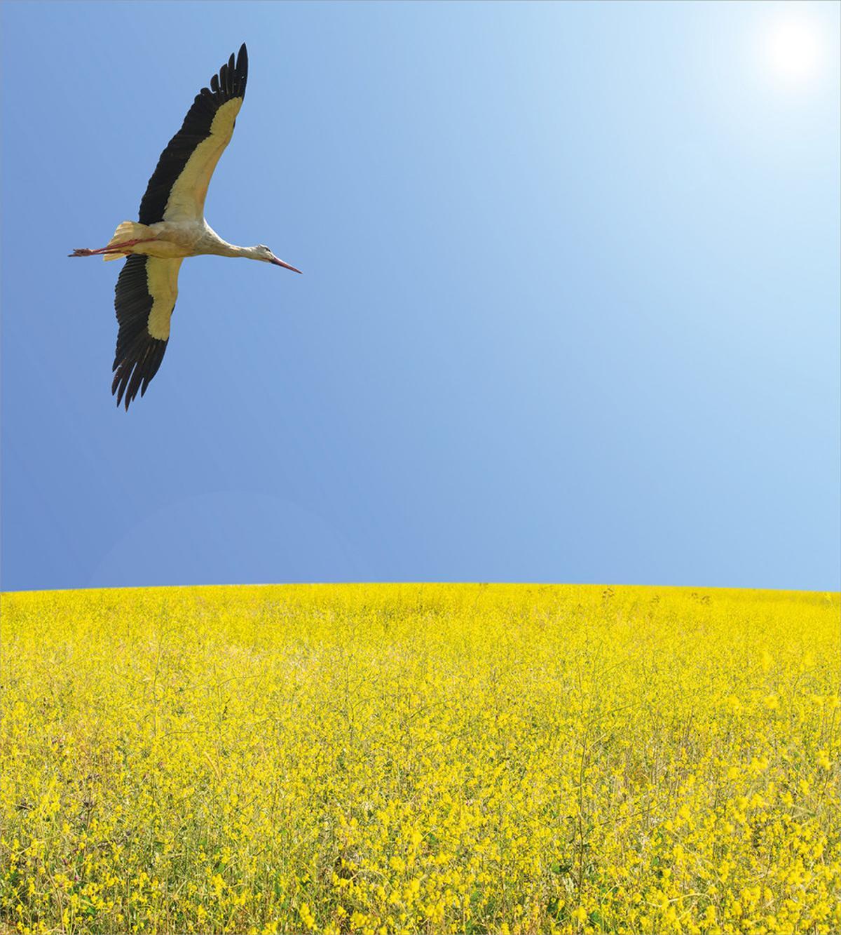 Stork Flying — Pattern