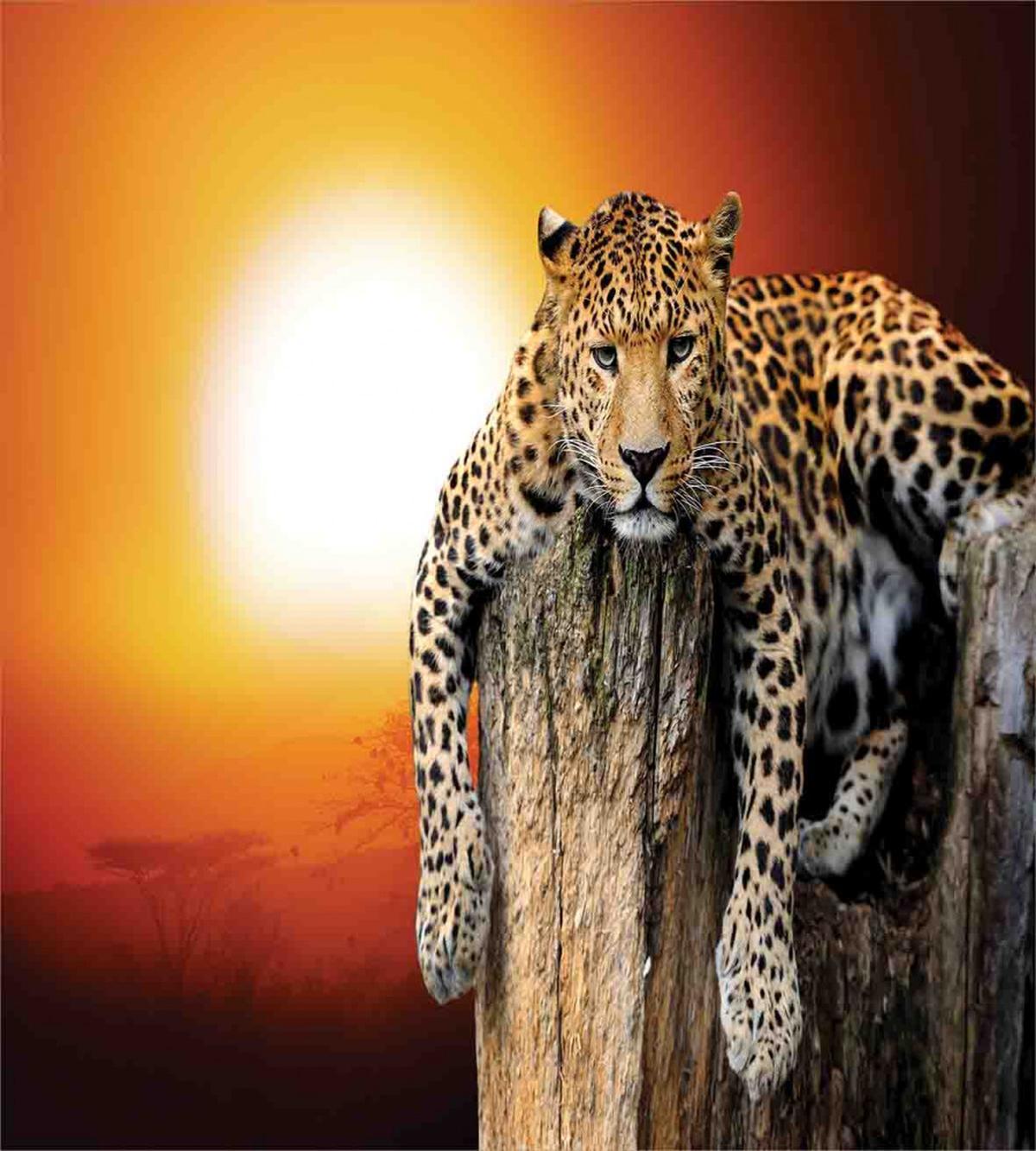 Safari Leopard on Tree — Pattern
