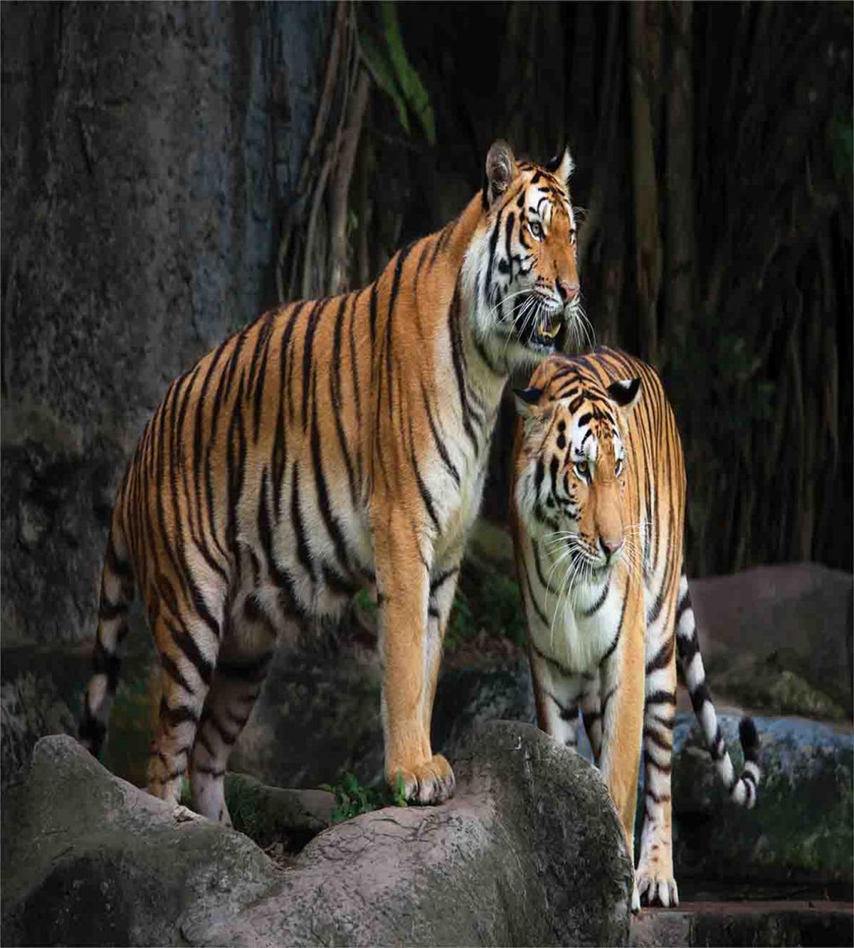 Tiger Couple in Jungle — Pattern