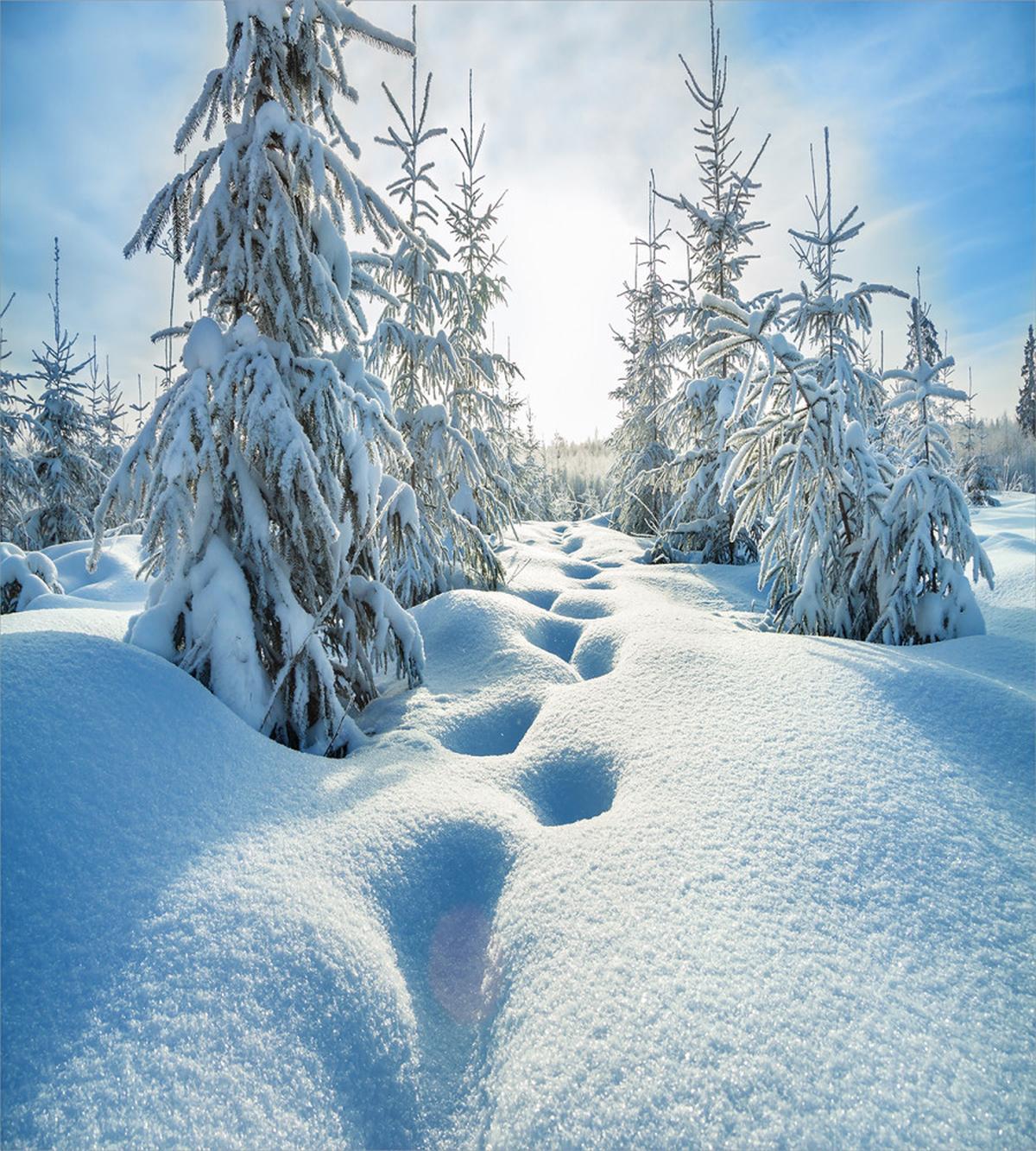 Blue Sky Tree Footprints — Pattern