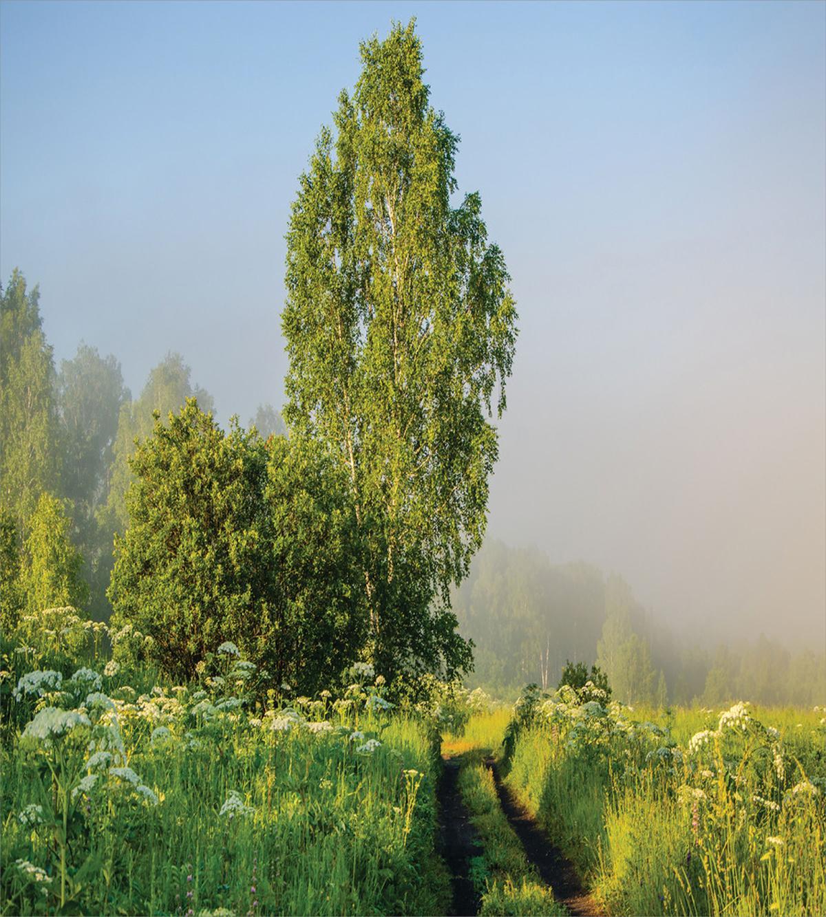Path with Trees Flowers — Pattern