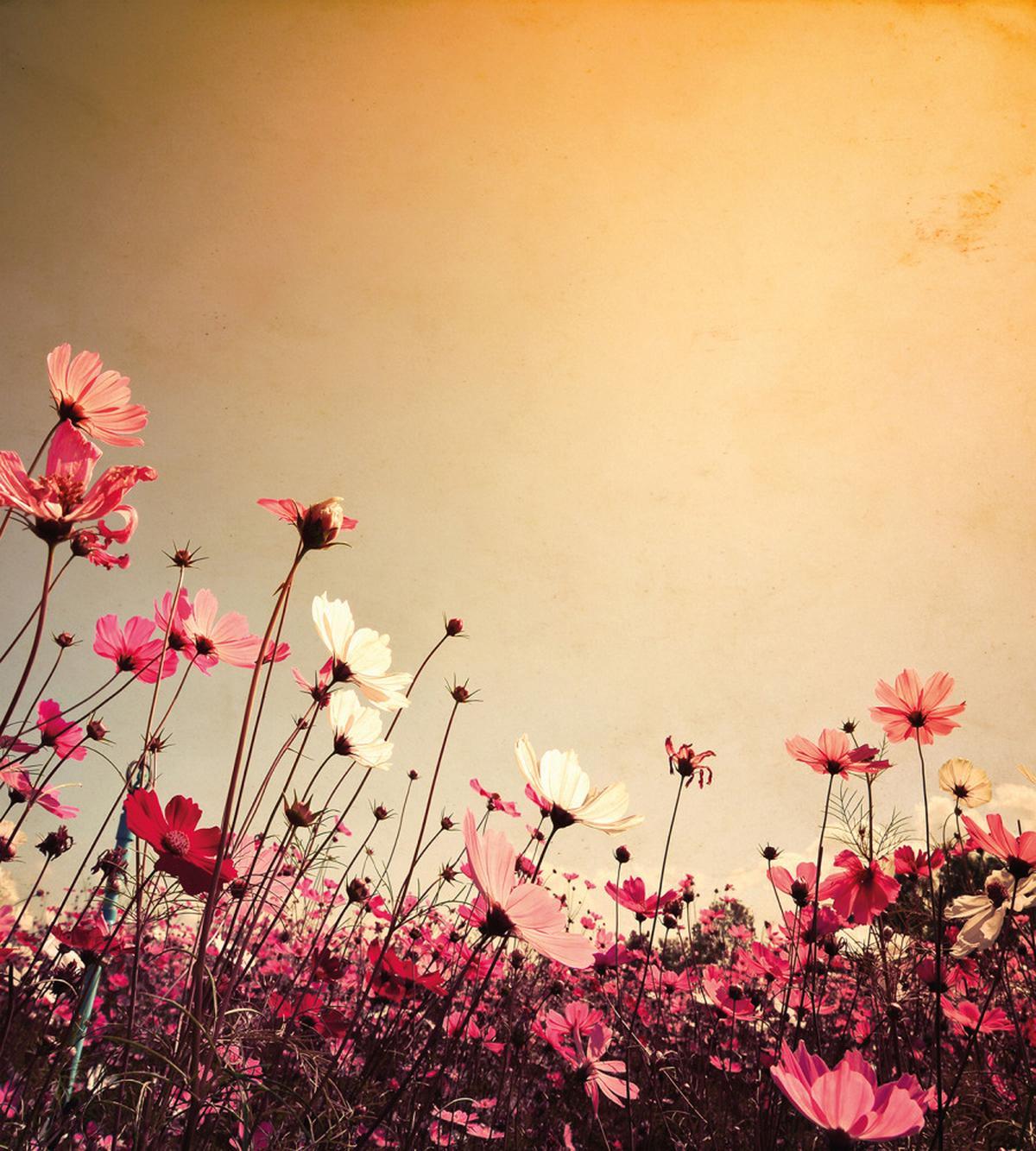 Garden Flowers Poppies — Pattern