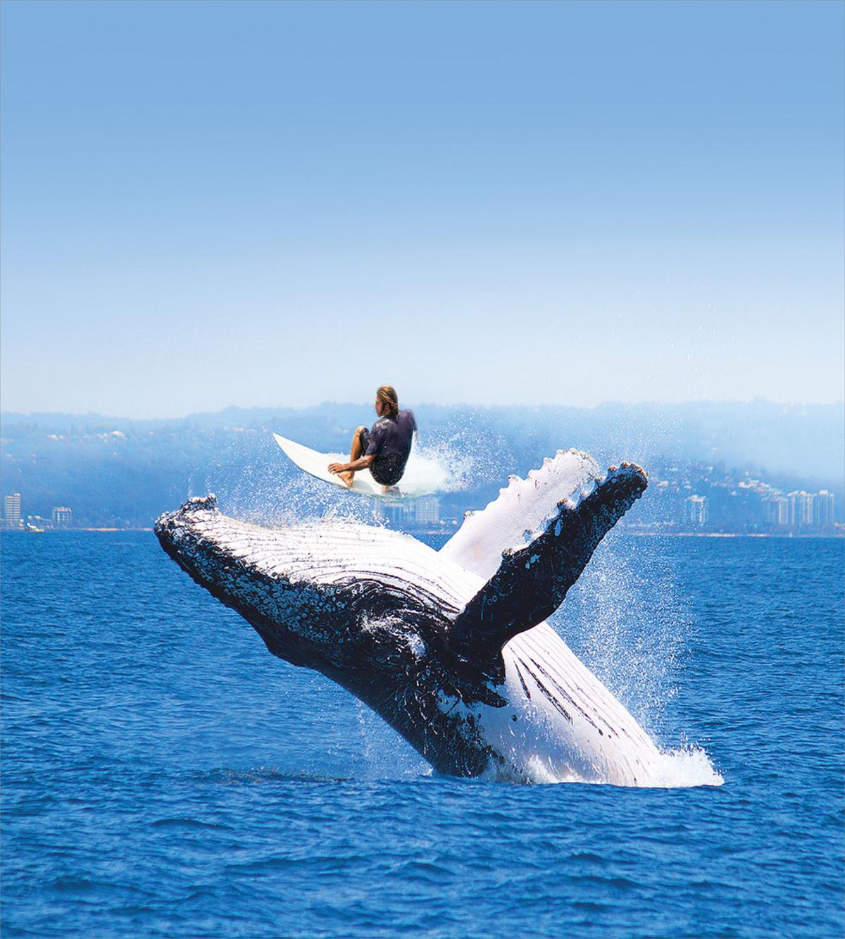 Jumphing Dolphin Surfer — Pattern
