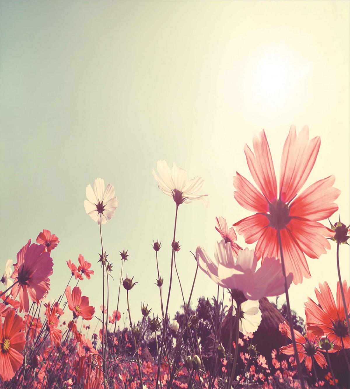 Vintage Cosmos Plant Sky — Pattern