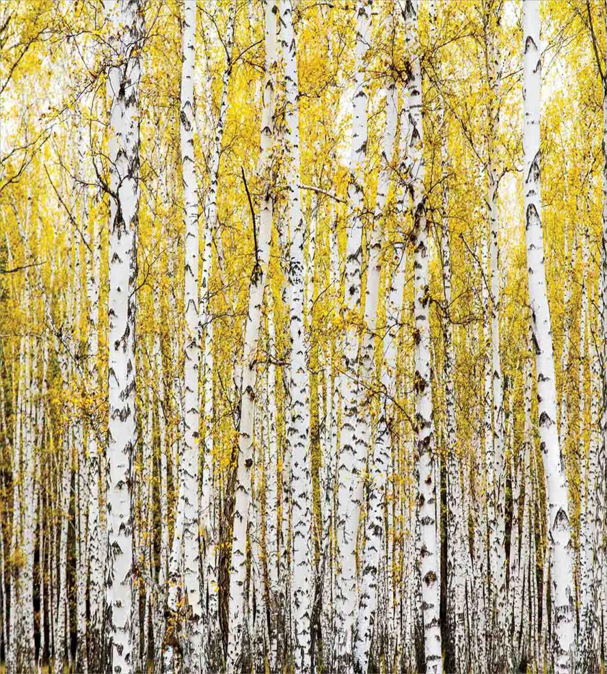 Forest Golden Leaves — Pattern