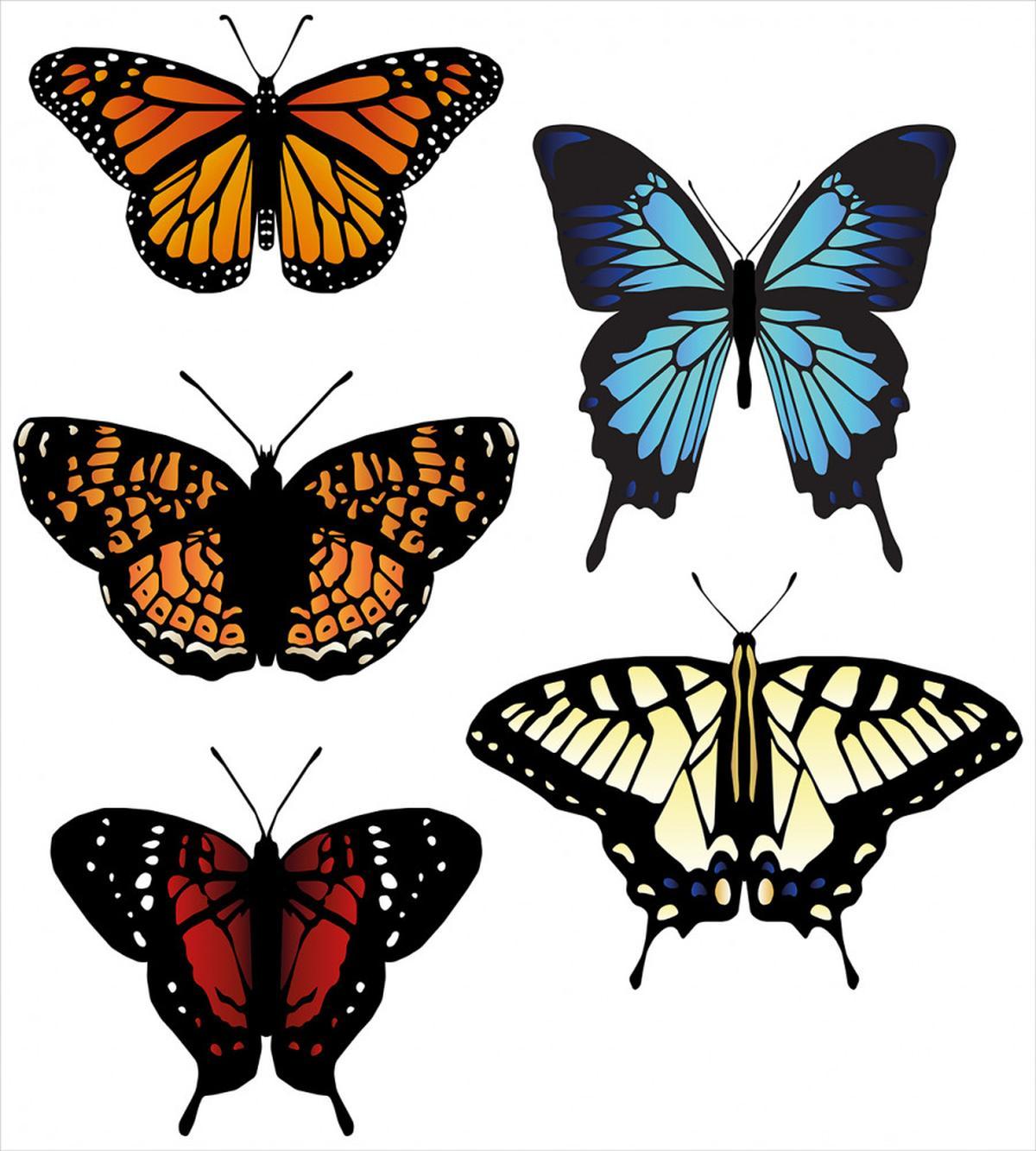 Monarch Lady — Pattern