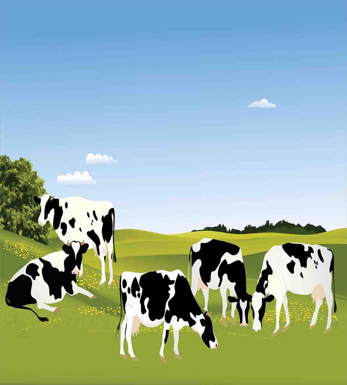 Graphic Domestic Cows — Pattern
