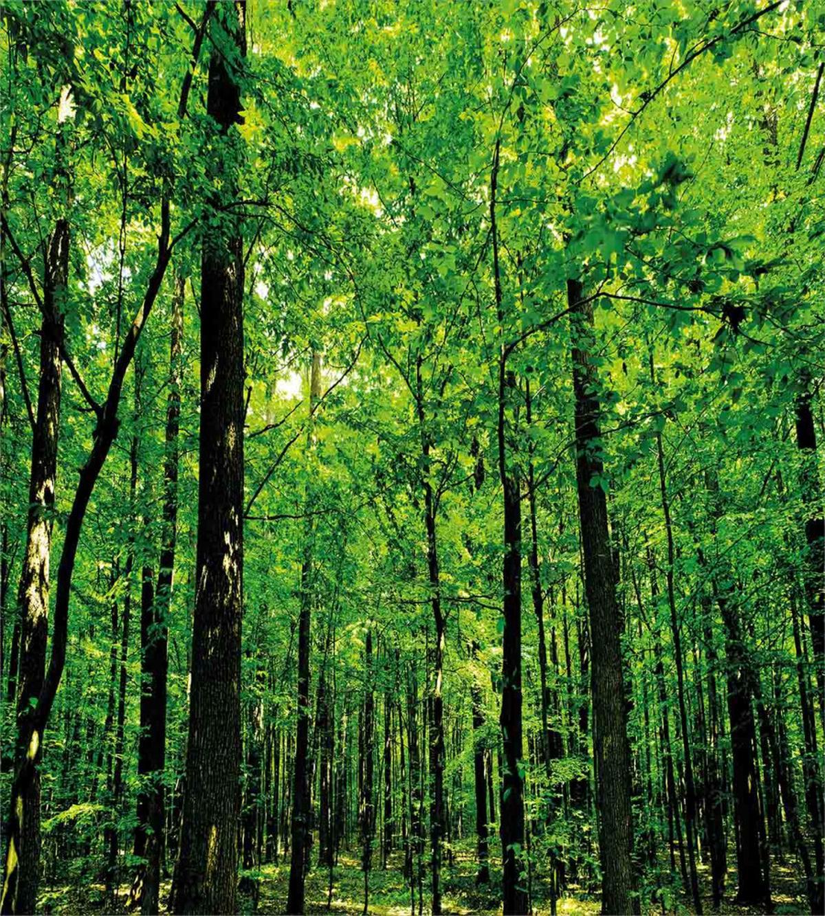 Woodland Tree Forest Sun — Pattern