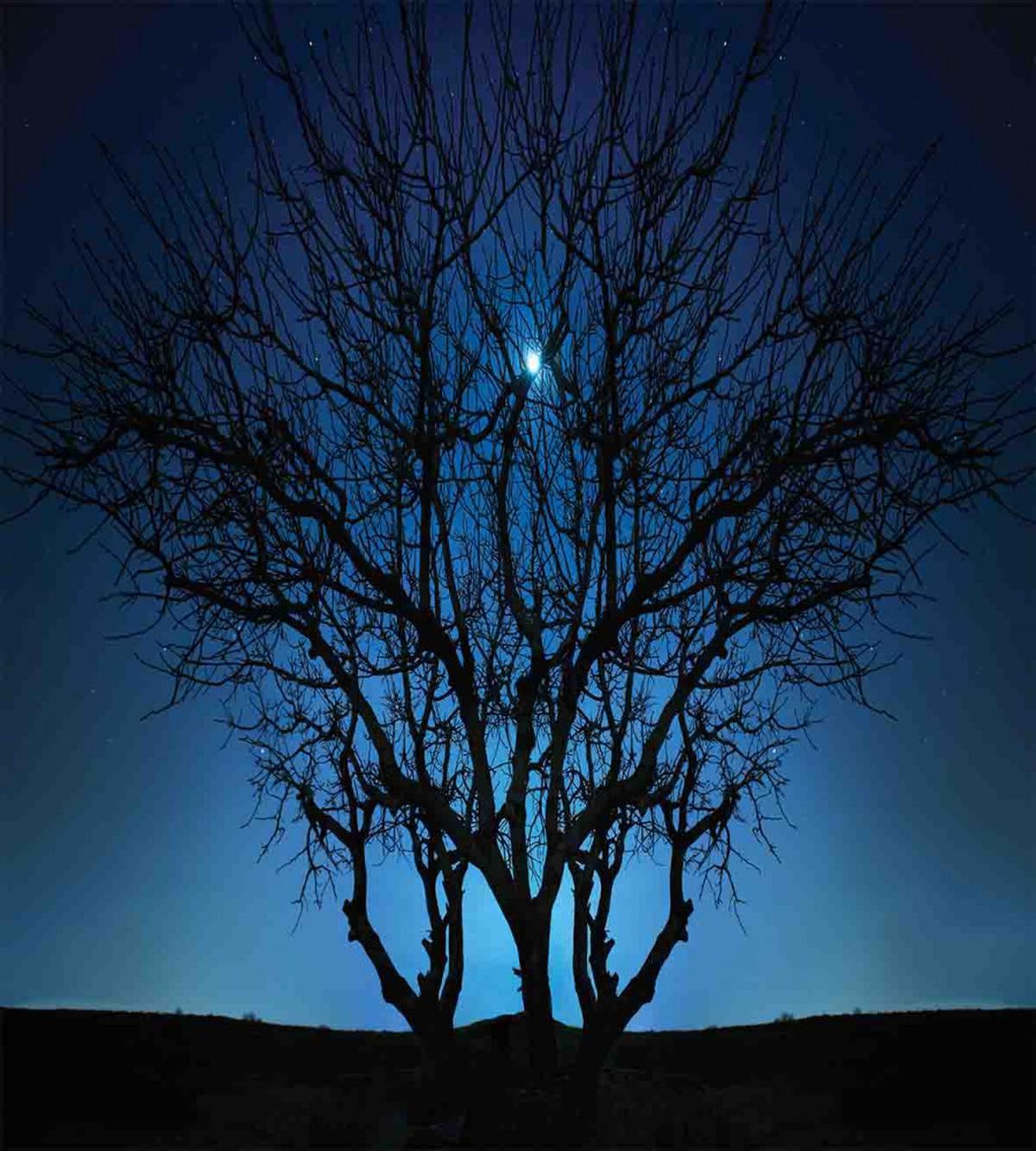Night Moon Cosmos — Pattern