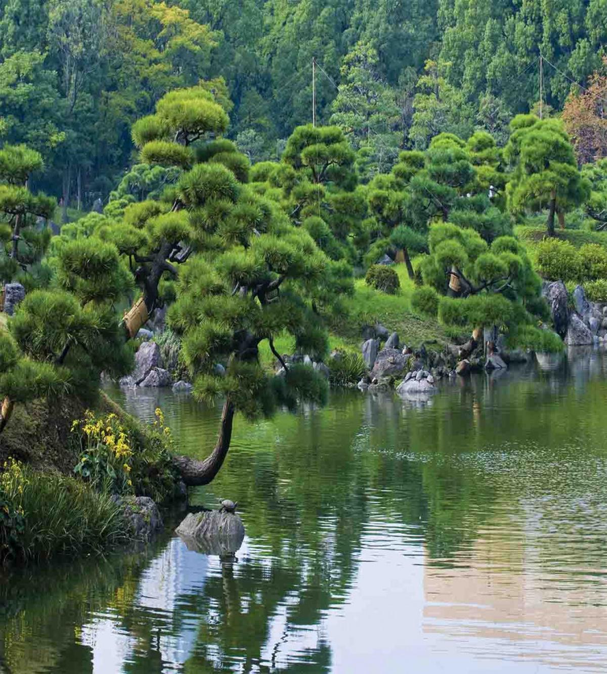 River Landscape Trees — Pattern