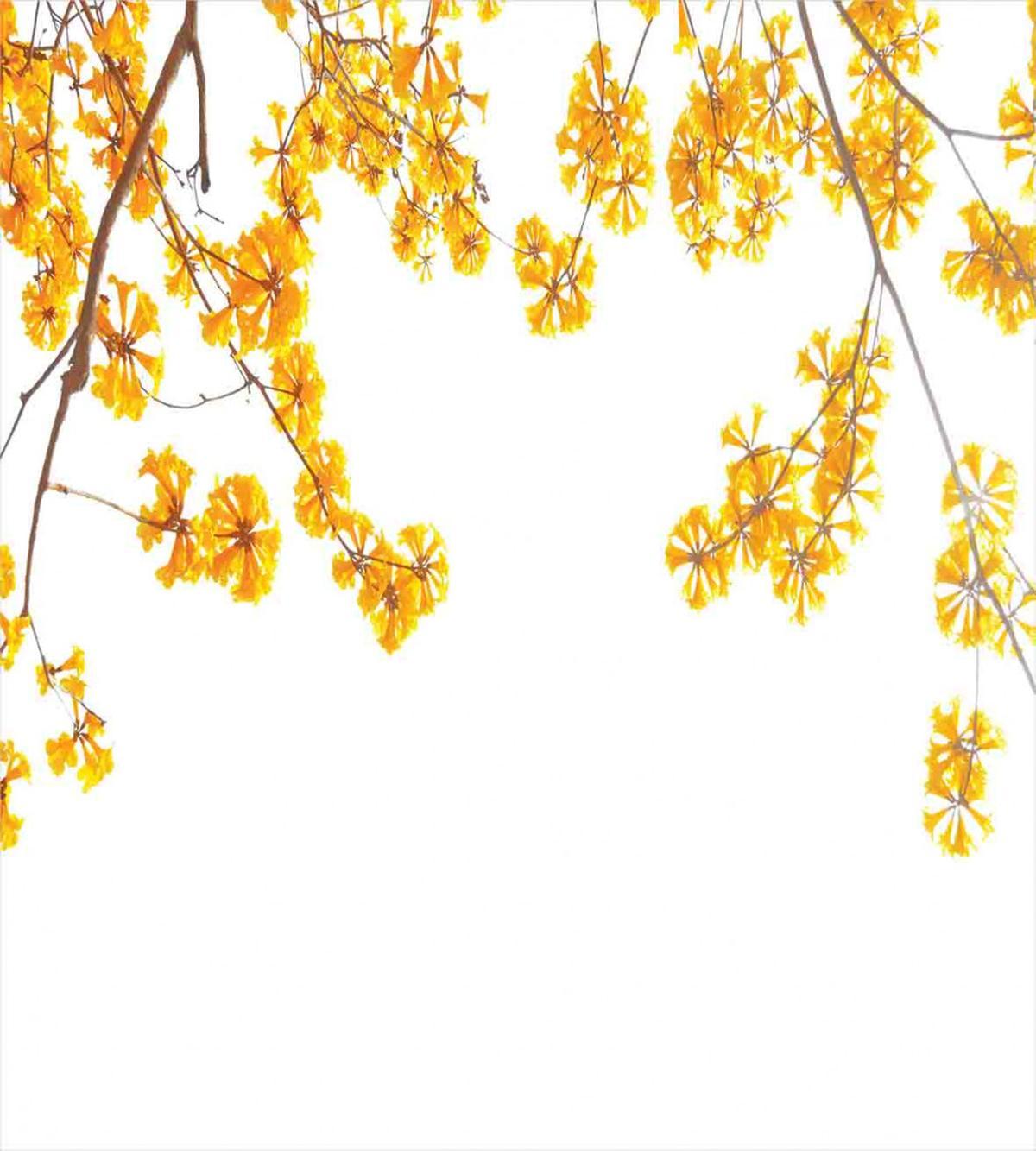 Blooming Flowers Garden — Pattern