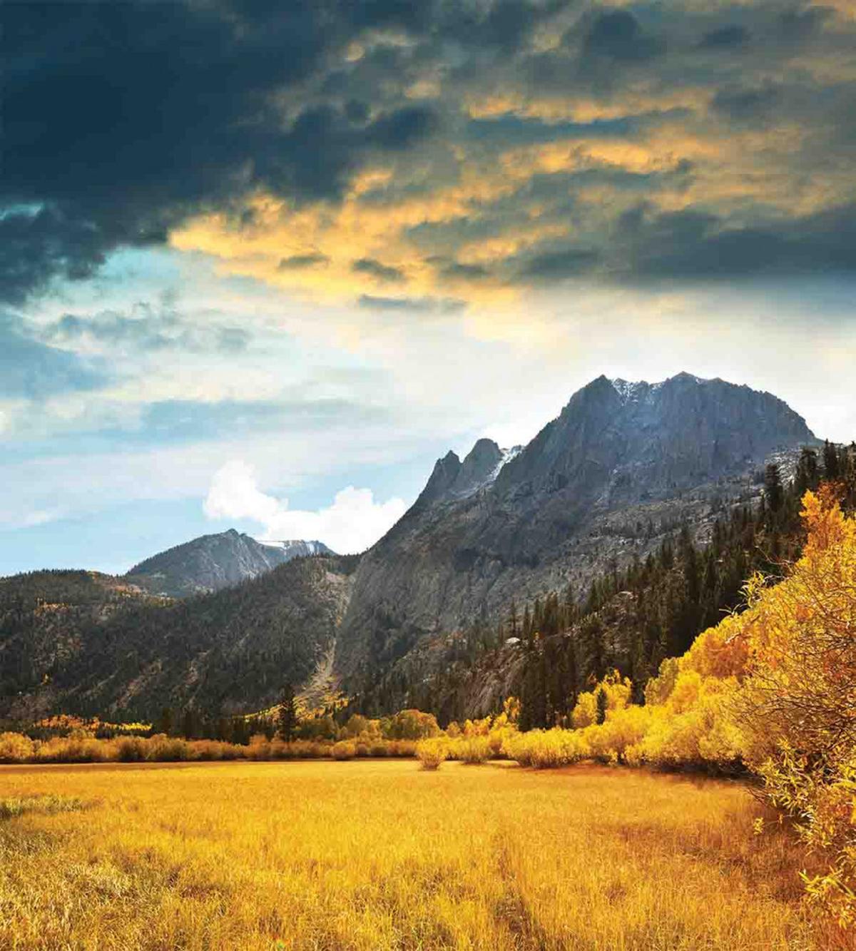 Mountain Grassland Sun — Pattern