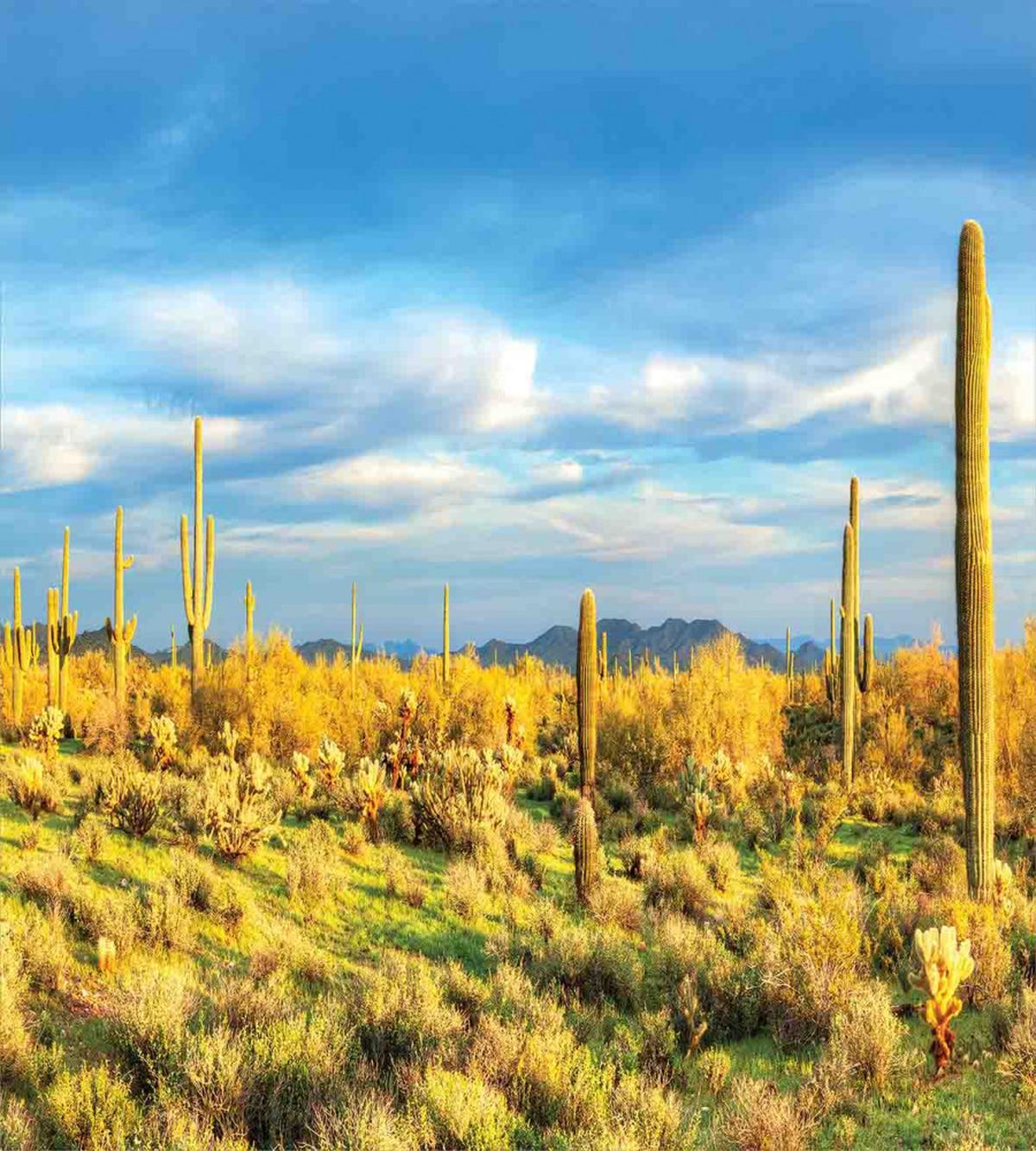 Western Cactus Spikes — Pattern