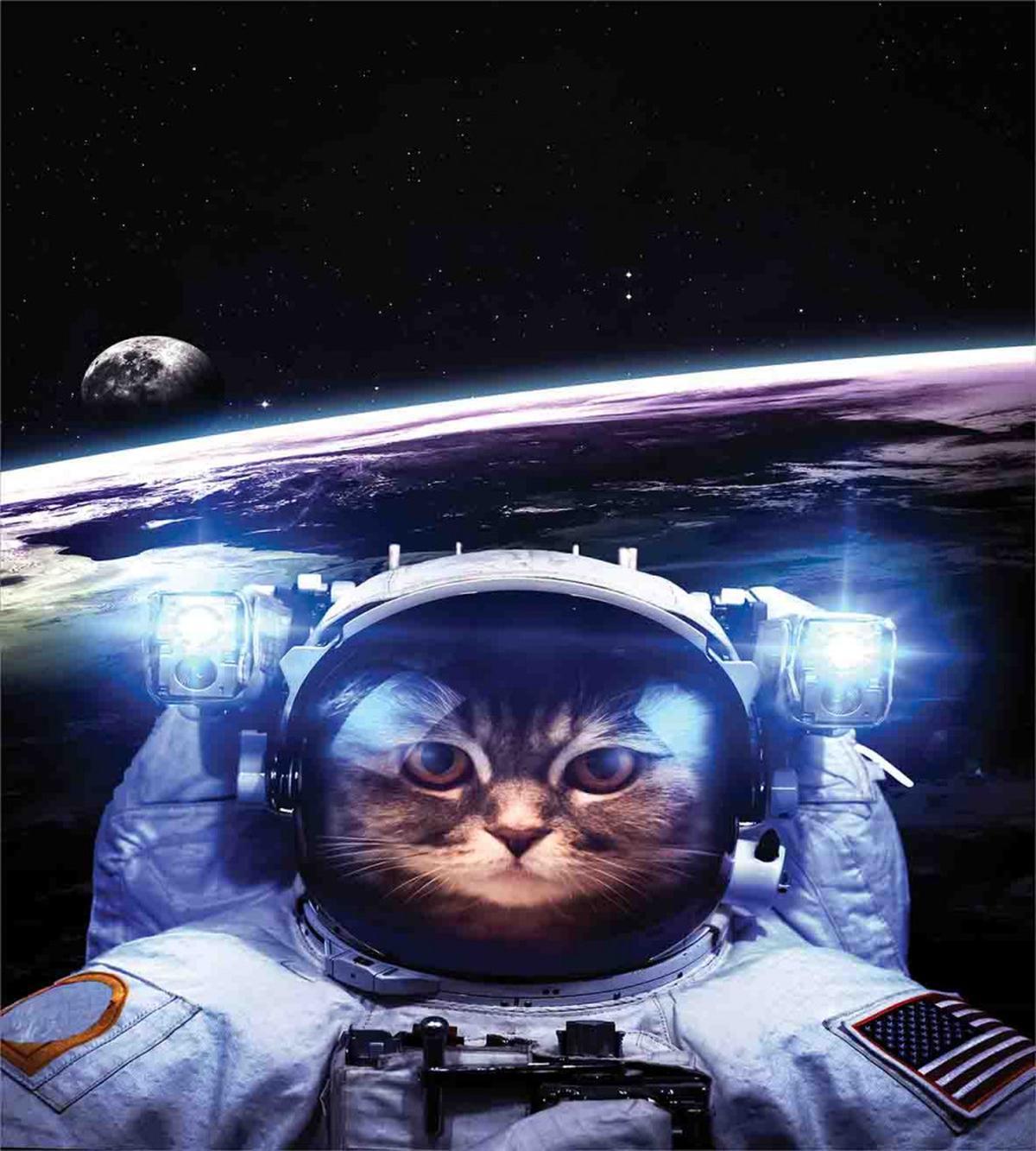 Funny Astronaut Cat Humor — Pattern
