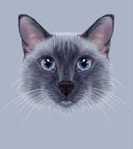 Siamese Cat Portrait