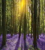 Bluebell Blossoms