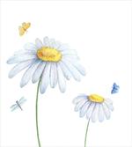 Chamomile Soft Nature